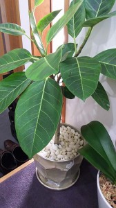 Image1446700890303.jpg