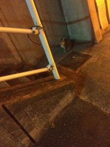 image2_4.JPG