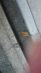DSC_0050.JPG