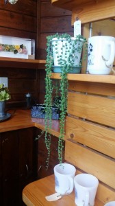 20160219_155605.jpg