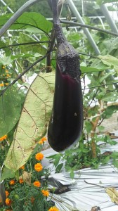 Image1469508207900.jpg