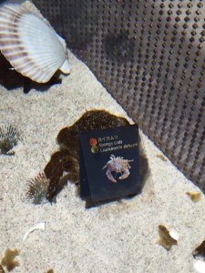 image1_10.JPG