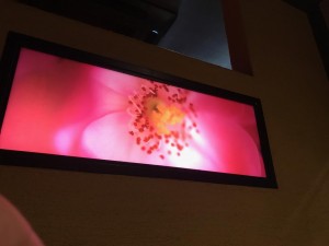IMG_9028.jpg