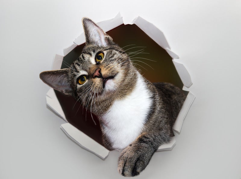 canva-cat-in-a-hole-MADQ5WqIiiA
