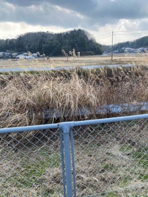 image0_3.jpeg